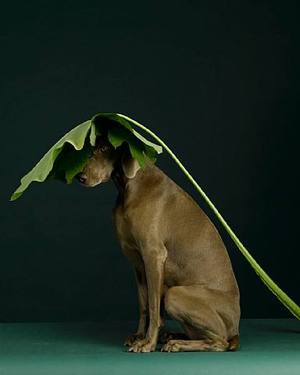 william_wegman_1