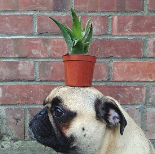 Norm - Jeremy Veach (2)