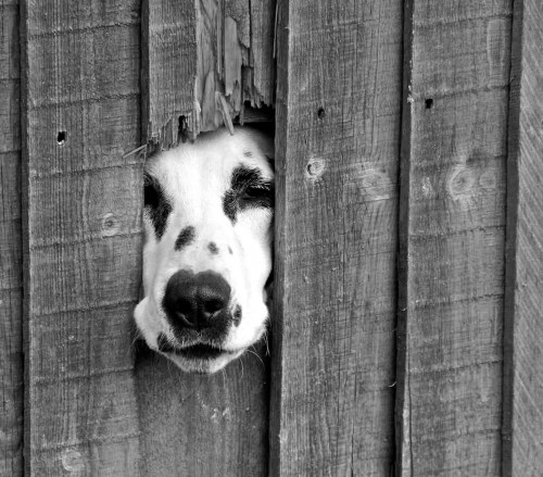 Henri Cartier-Bresson (3)