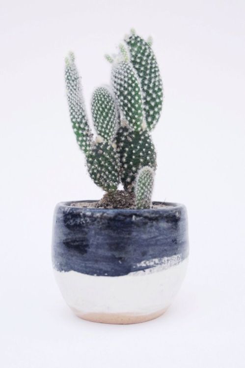 viernes de inspiración - cactus (13)