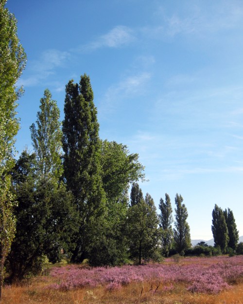 El tronillo que te fañta - Medina de Pomar (1)