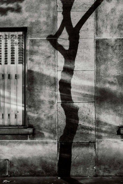 Paris Tree Shadows by Michael Wolf (2)