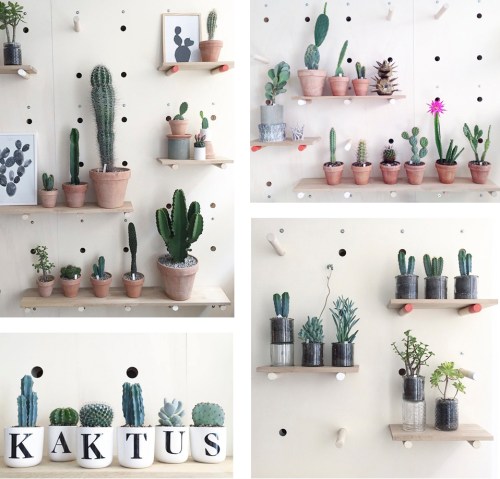 Kaktus København (5)